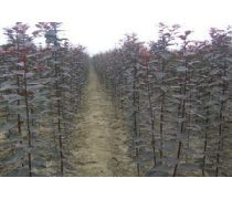 綠色之源 科學種植基地的樹木種植與管理