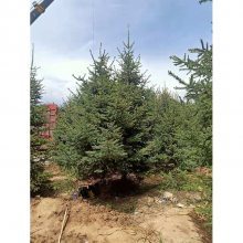 定西渭源綠森苗木 甘肅云杉的源頭工廠與圣誕樹木優選