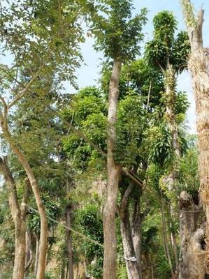 南方林木致富指南 優選樹種與種植策略