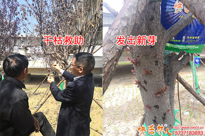 神奇快活林樹木營養(yǎng)液 綠化樹復(fù)芽原來如此簡單