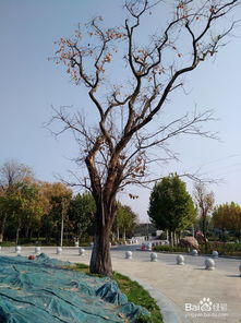 鄭州樹(shù)木園出行小心得 與綠意共舞的愜意之旅