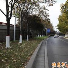 冬季行道樹涂白 成本解析與效益考量